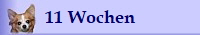 11 Wochen