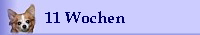 11 Wochen