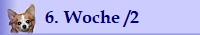 6. Woche /2