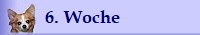 6. Woche