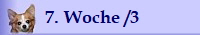 7. Woche /3