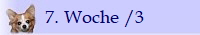 7. Woche /3